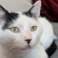 Photo of Spot
