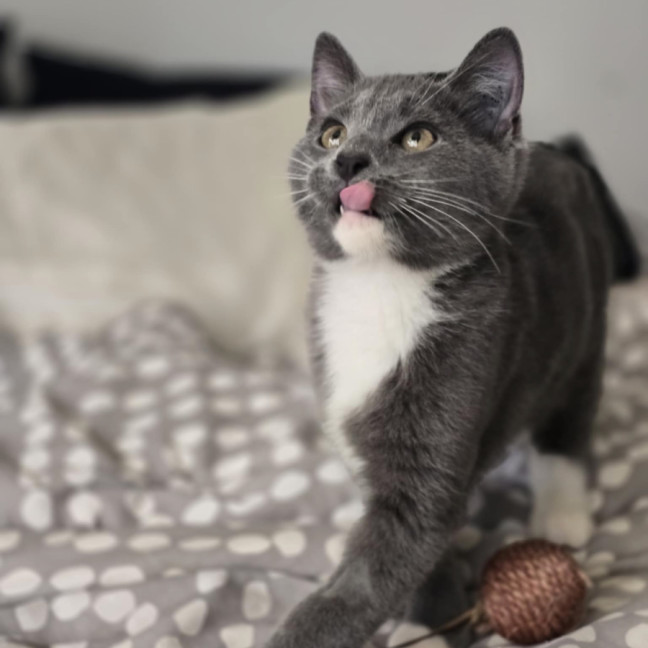 Photo of Patrick (Dempsey) (“Silver Fox” Litter)