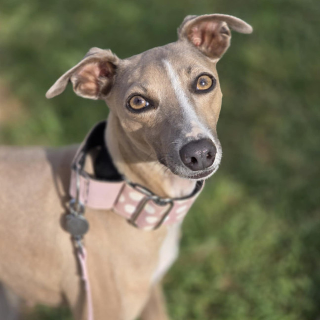Photo of Lupin & Twiggy   Bonded Pair