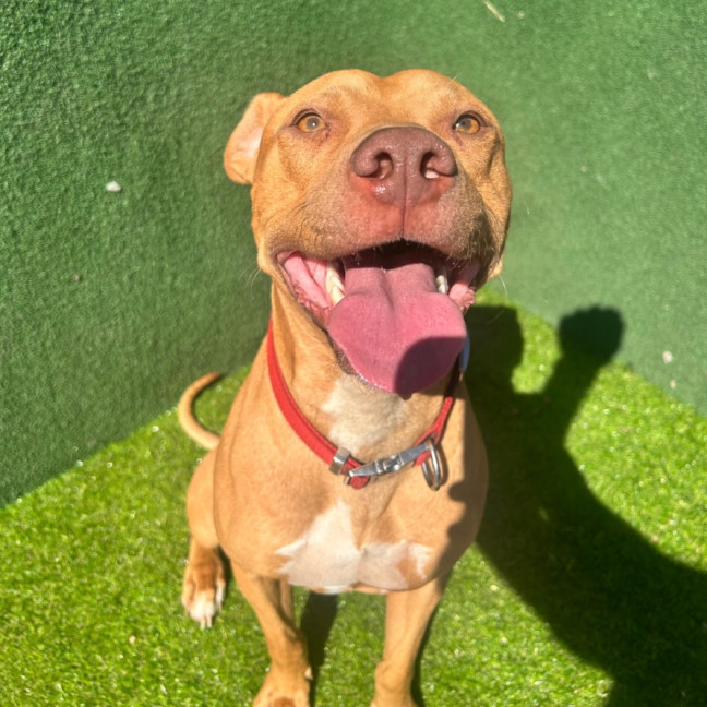 Photo of Shia Labeouf