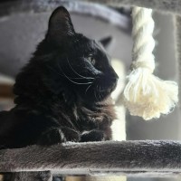 Photo of Onyx *9 Lives Project Rescue*