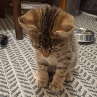 Photo of Paprika