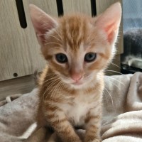 Photo of C1393  Jack