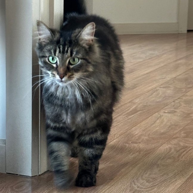 Photo of Tinkerbell ^^Dandy Cat Rescue^^