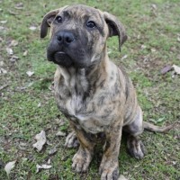 Photo of Rusty