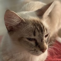 Photo of Hadley 🩷