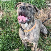 Photo of Dinkley Dara