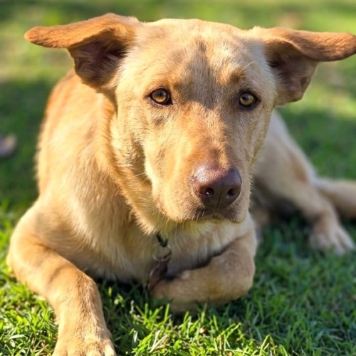 Brandy - Australian Kelpie Dog