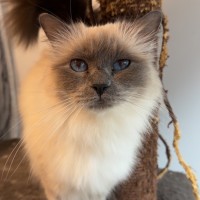 Photo of Stella