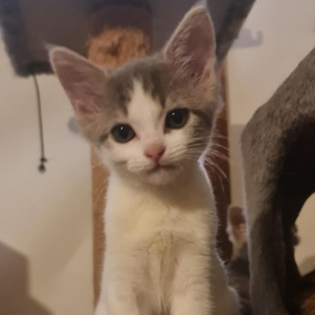 Photo of Cookies *9 Lives Project Rescue*