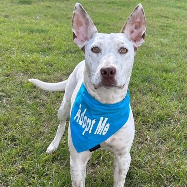 Photo of Casper