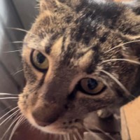 Photo of Cleo