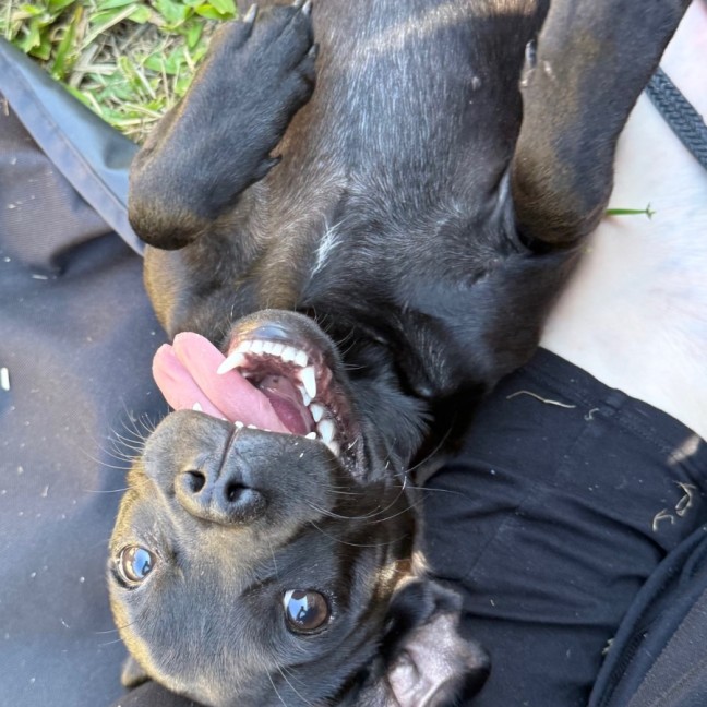 Photo of Pepper