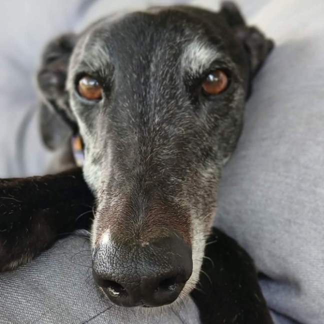 Photo of Audi, The Greyhound 