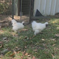 Photo of Julius & Antonio