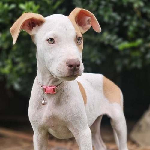 Inka - Catahoula Leopard Dog