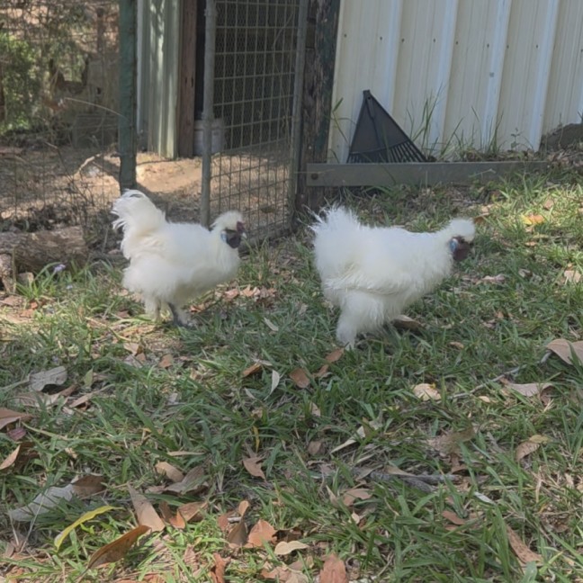 Photo of Julius & Antonio