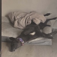 Photo of Scarlett, The Greyhound