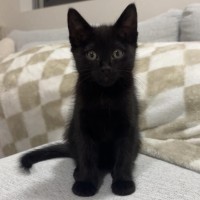Photo of Little Noodle