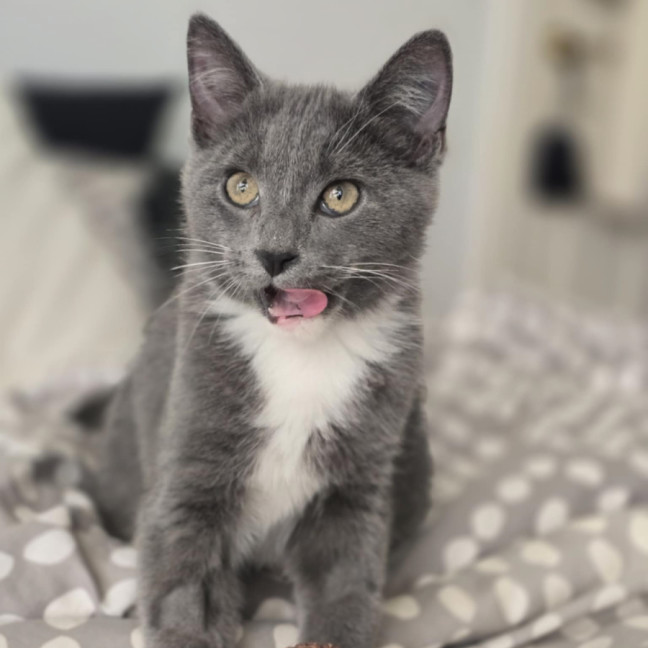 Photo of Patrick (Dempsey) (“Silver Fox” Litter)