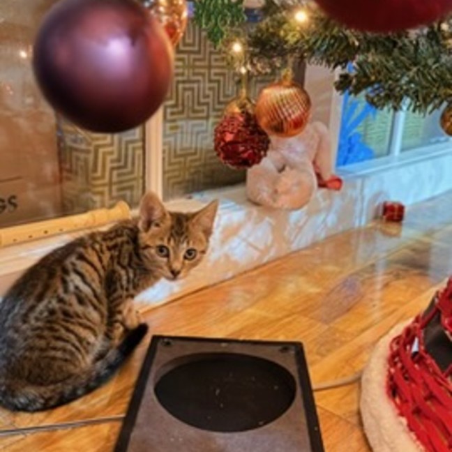 Photo of Quick Silver **2nd Chance Cat Rescue**