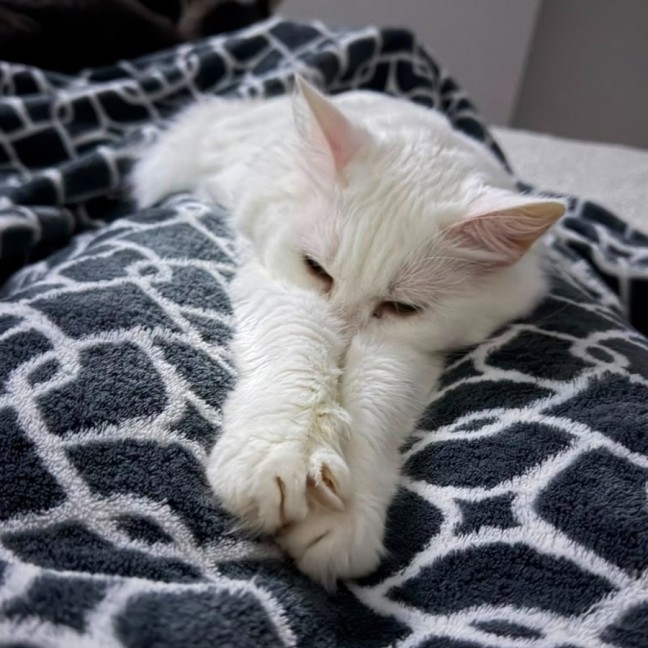 Photo of Nieve