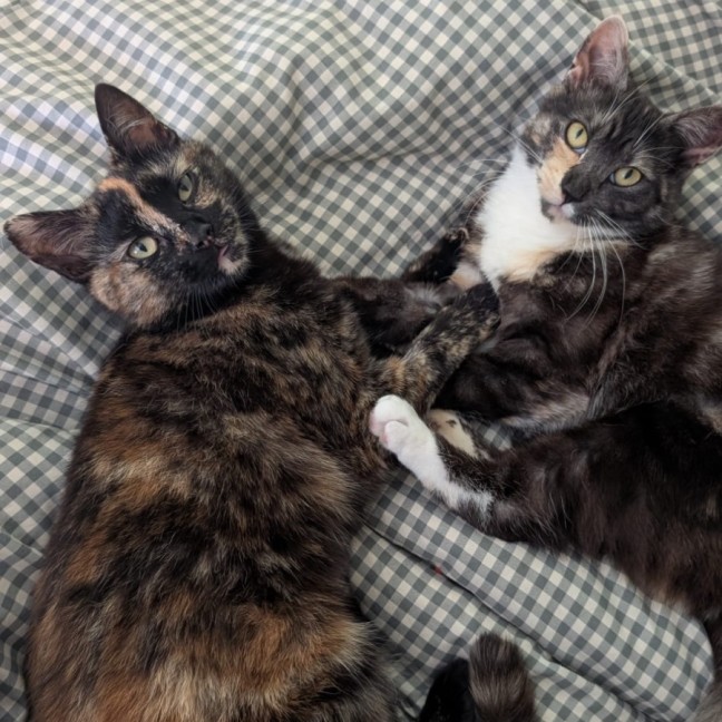 Photo of Peach & Mango 