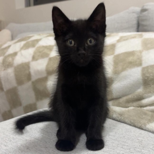 Photo of Little Noodle