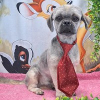 Photo of Teddy