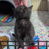 Photo of Lucky Lizzy