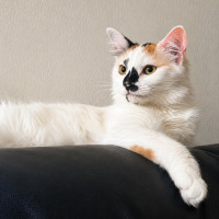 Photo of Willow