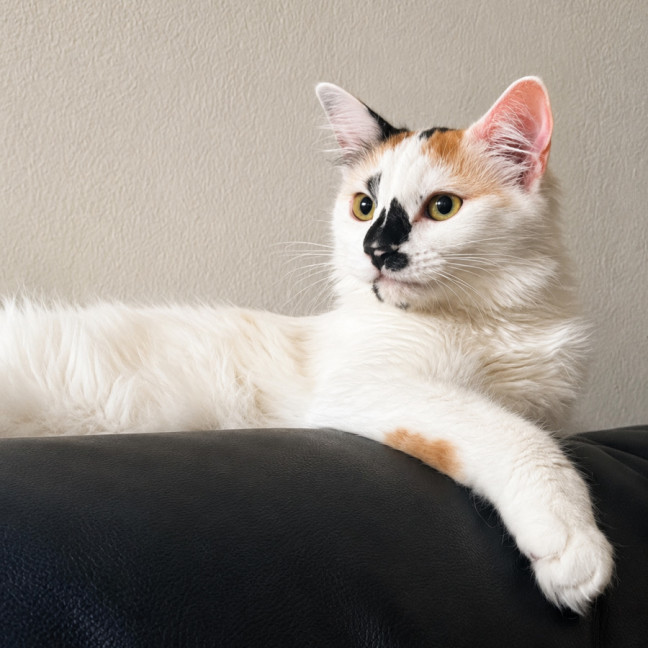 Photo of Willow