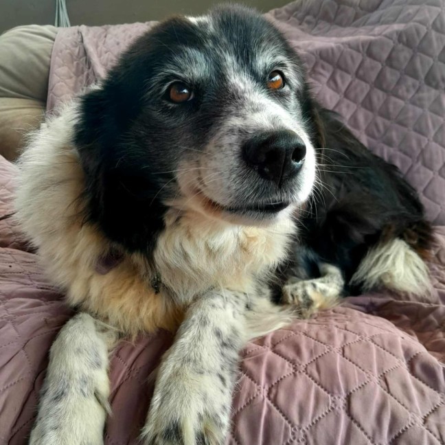 Photo of Barney And Bailey