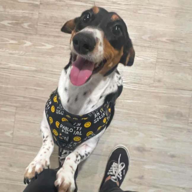 Photo of Badger