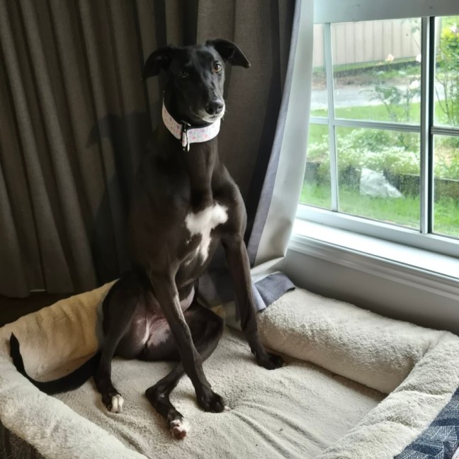 Photo of Baby Girl