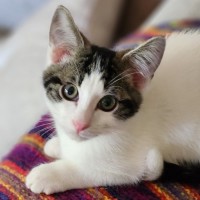 Photo of Archie ^^Dandy Cat Rescue^^