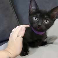 Photo of Saffie