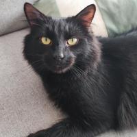 Photo of Flare*9 Lives Project Rescue*