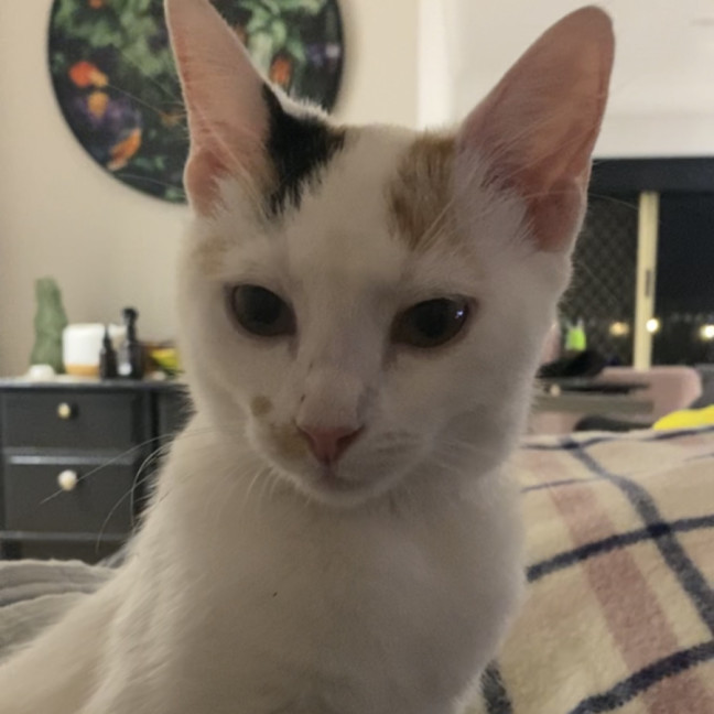 Photo of Maple   6 Month Old Domestic Shorthair