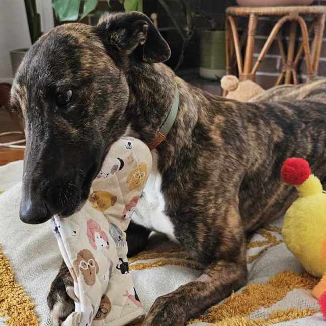 Photo of Mocha, The Greyhound