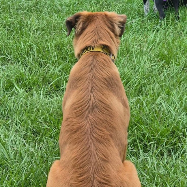 Photo of Penny