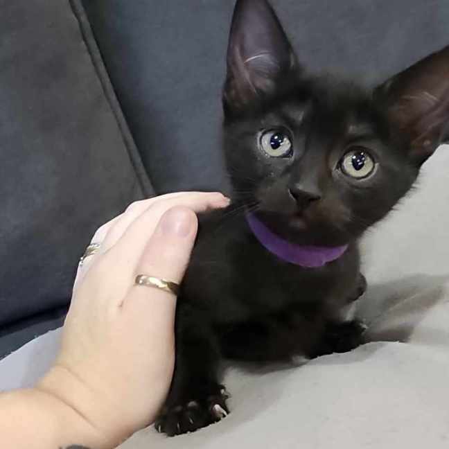 Photo of Saffie