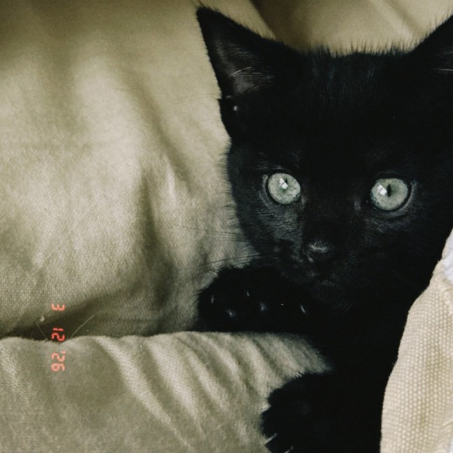 Photo of Tails & Little Tails