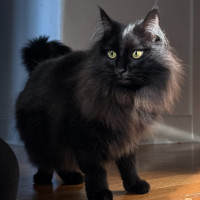 Photo of Truffles
