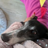 Photo of Pongo, The Greyhound
