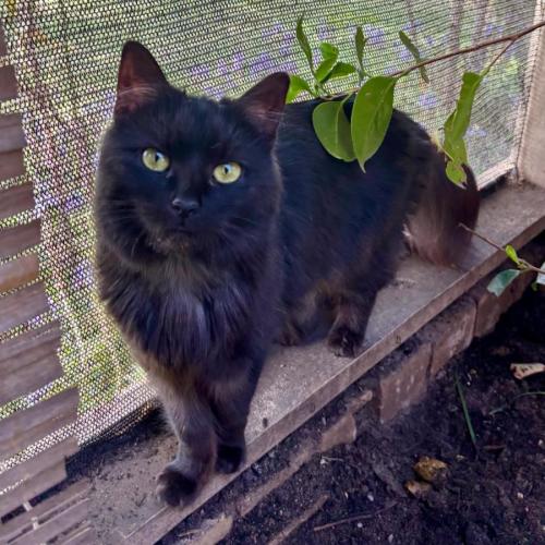 Alaska - Domestic Long Hair Cat