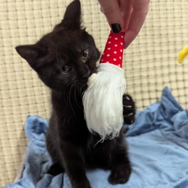 Photo of Lucky Lizzy