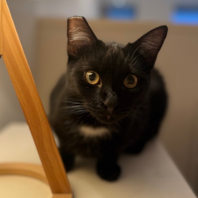 Photo of Night Rider