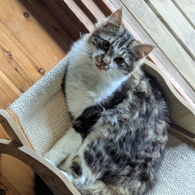 Photo of Pumpkin (& Muhma) ** 2nd Chance Cat Rescue**