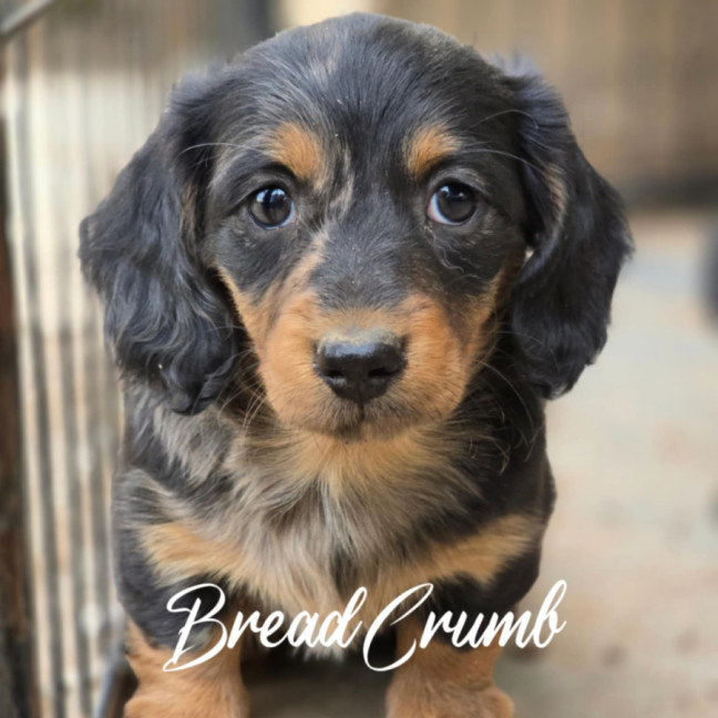 Photo of Bread Crumb